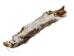 Canadian Red Pine Squirrel Skin: #1 with Short Tail - 32-10-ST1-AS (Y2KRA)