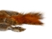 Canadian Red Pine Squirrel Skin: #1 with Short Tail - 32-10-ST1-AS (Y2KRA)