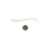 Raccoon Baculum: Large - 378-05L (Y2L)