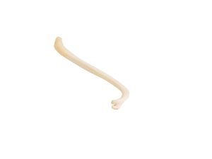 Raccoon Baculum: Large 