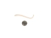 Raccoon Baculum: Small - 378-05S (Y2L)