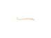 Raccoon Baculum: Small - 378-05S (Y2L)