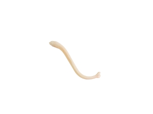 Raccoon Baculum: Small 