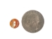 Australian Abalone Button: 16-Line (10.4mm or 0.4") - 495-16L (Y1MC19)