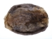 Beaver Skin: #1: Large: Assorted - 50-1-L-AS (Y1E)(Y2D)