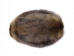Beaver Skin:#1: Medium: Assorted - 50-1-M-AS (Y1LRR)