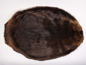 Beaver Skin:#1: X-Large: Assorted beaver skins, beaver hides, beaver pelts