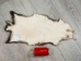 North American Opossum Skin: Craft Grade: Dark - 527-DCR (Y2ORH)