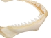 Bull Shark Jaw 7" to 8": Assorted - 561-J16-07-AS