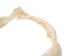 Bull Shark Jaw 8" to 9": Assorted - 561-J16-08-AS (Y3KRF)