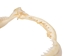 Bull Shark Jaw 8" to 9": Assorted - 561-J16-08-AS (Y3K)