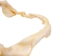 Bull Shark Jaw 11" to 12": Assorted - 561-J16-11-AS (Y1IRL)