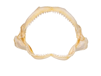Bull Shark Jaw 11" to 12": Assorted 