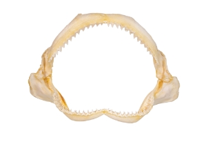 Bull Shark Jaw 11" to 12": Assorted 