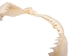 Bull Shark Jaw 12" to 13": Assorted - 561-J16-12-AS