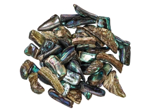 Highly Polished Paua Shell Nuggets: 20-50mm (1/4 lb) 
