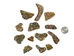 Highly Polished Paua Shell Pieces: Medium 25-45mm (1/4 lb) - 565-TPHPM-4 (Y3L)