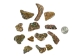 Highly Polished Paua Shell Pieces: Medium 25-45mm (1 kg or 2.2 lbs) - 565-TPHPM-KG (Y3MRB)