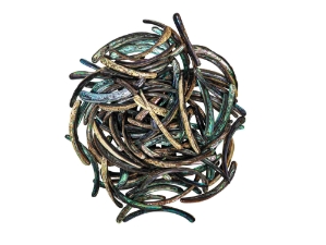 Highly Polished Paua Shell Tusks: ~100mm (1 kg or 2.2 lbs) 