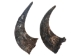 Matching Pair of Large North American Buffalo Horn Caps: #2 Grade - 576-2LM2-AS (Y3KRU)