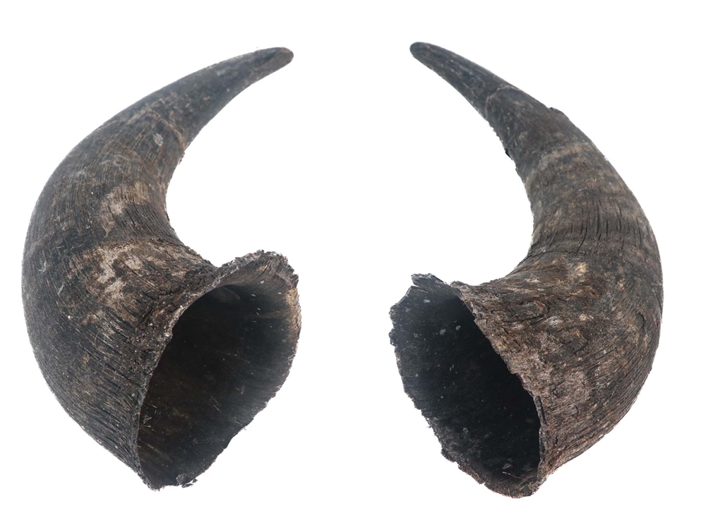 gravid suppe program Matching Pair of Large North American Buffalo Horn Caps: #2 Grade