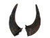 Matching Pair of Large North American Buffalo Horn Caps: #3 Grade - 576-2LM3-AS (Y3KRB)