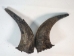 Matching Pair of Large North American Buffalo Horn Caps: #3 Grade - 576-2LM3-AS (Y3KRB)