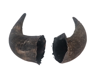 Matching Pair of Large North American Buffalo Horn Caps: #3 Grade 