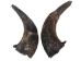 Matching Pair of North American Buffalo Horn Caps: #3 Grade - 576-2M3-AS (Y3K)