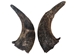 Matching Pair of North American Buffalo Horn Caps: #3 Grade - 576-2M3-AS (Y1F)