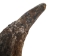 Matching Pair of North American Buffalo Horn Caps: #3 Grade - 576-2M3-AS (Y3K)