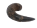 Female North American Buffalo Horn Cap: #1 Grade - 576-F1-AS (Y2PC05)
