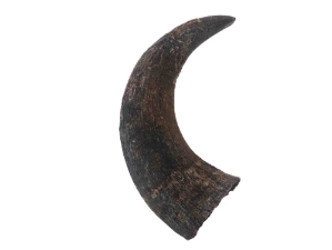 Female North American Buffalo Horn Cap: #1 Grade 