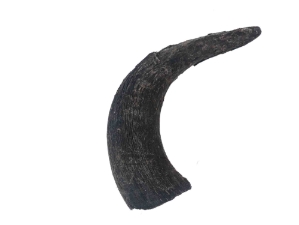 Female North American Buffalo Horn Cap: #2 Grade 