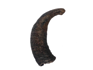 Female North American Buffalo Horn Cap: #3 Grade 