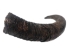 Large Female North American Buffalo Horn Cap: #1 Grade - 576-LF1-AS (Y2PRI)