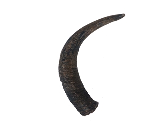 Large Female North American Buffalo Horn Cap: #1 Grade 