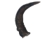 Large Female North American Buffalo Horn Cap: #2 Grade - 576-LF2-AS (Y2PXX)