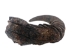 Large Female North American Buffalo Horn Cap: #3 Grade - 576-LF3-AS (Y2PRK)