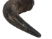 Large North American Buffalo Horn Cap: #1 Grade - 576-LM1-AS (Y3LRO)