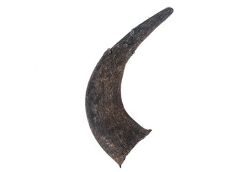 Large North American Buffalo Horn Cap: #2 Grade 