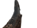 Large North American Buffalo Horn Cap: #3 Grade - 576-LM3-AS (Y3KRC)