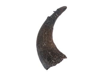 Large North American Buffalo Horn Cap: #3 Grade 