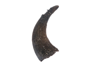 Large North American Buffalo Horn Cap: #3 Grade 