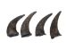 North American Buffalo Horn Cap: #2 Grade - 576-M2-AS (Y3L)