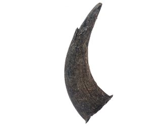 North American Buffalo Horn Cap: #3 Grade 