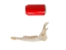 Deer Jaw Bone - 584-40 (Y2JC07)