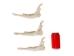 Deer Jaw Bone - 584-40 (Y2JC07)