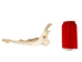 Deer Jaw Bone: #2 Quality - 584-42 (Y2L)
