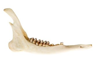 Deer Jaw Bone: #2 Quality 